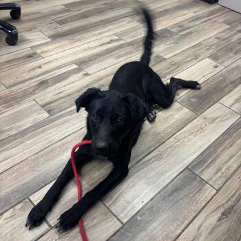 Carla -  Mixed Breed Dog for Adoption in Henderson, Kentucky - Carla | PetCurious