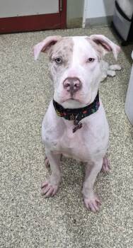 Winter -  Pit Bull Terrier and Great Dane Dog for Adoption in Warwick, Rhode Island - Winter | PetCurious