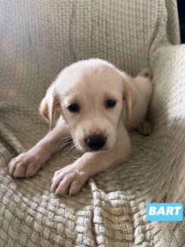 B litter bart -  Golden Retriever and Labrador Retriever Dog for Adoption in Semmes, Alabama - B Litter Bart | PetCurious