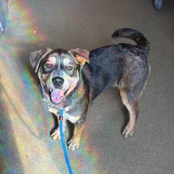 German Shepherd Dog Dogs Available for Adoption in Council Bluffs, Iowa - Amelia | PetCurious
