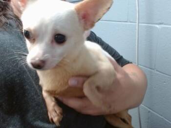 OVA -  Chihuahua and Mixed Breed Dog for Adoption in Albuquerque, New Mexico - OVA | PetCurious
