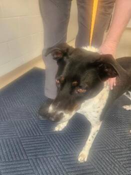 Myra Mae -  Cattle Dog and Australian Shepherd Dog for Adoption in Norton, Kansas - Myra Mae | PetCurious