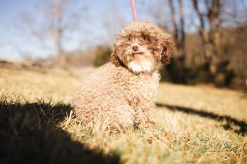 Miniature Poodle Dogs Available for Adoption - Crystal | PetCurious