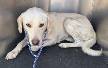 AMERICAN BEAUTY -  Labrador Retriever and Mixed Breed Dog for Adoption in Grand Prairie, Texas - AMERICAN BEAUTY | PetCurious