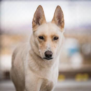 Magnolia -  German Shepherd Dog and Husky Dog for Adoption in Twentynine Palms, California - Magnolia | PetCurious