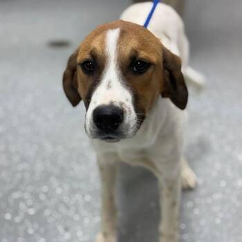 Mountain Cur and Great Pyrenees Dogs Available for Adoption in Bardstown, Kentucky - Odessa | PetCurious
