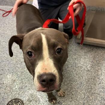 Pit Bull Terrier Dogs Available for Adoption in Dayton, Ohio - Arabella | PetCurious