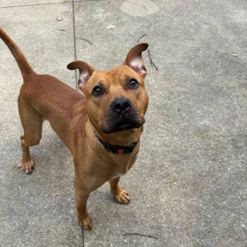 Walnut -  Rhodesian Ridgeback Dog for Adoption in Grand Rapids, Michigan - Walnut | PetCurious