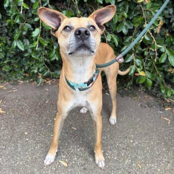 Pit Bull Terrier and Mixed Breed Dogs Available for Adoption in Goleta, California - Bowser | PetCurious