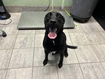 Rescue Labrador Retriever and Mixed Breed Dogs for Adoption in Grand Prairie, Texas - BUBBLEGUM PRINCESS | PetCurious