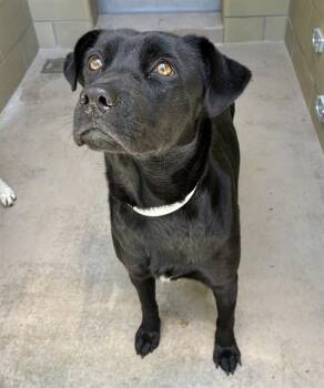 Labrador Retriever Dogs Available for Adoption in Riverside, California - CARRIE | PetCurious