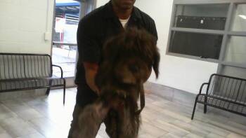 A1271602 -  Poodle and Mixed Breed Dog for Adoption in Charlotte, North Carolina - A1271602 | PetCurious