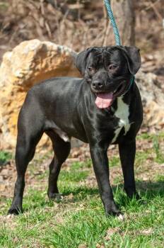 Pit Bull Terrier Dogs Available for Adoption in Johnson City, Tennessee - RB | PetCurious