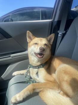Rescue Jindo and Shiba Inu Dogs for Adoption in Wells, Nevada - Olive COURTESY POST | PetCurious