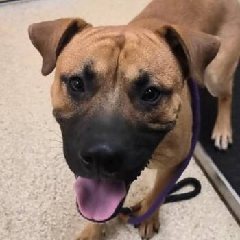 Rodeo -  Boxer and Mixed Breed Dog for Adoption in Reno, Nevada - Rodeo | PetCurious