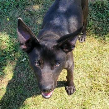 Jill -  Shepherd Dog for Adoption in Lagrange, Georgia - Jill | PetCurious