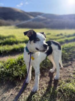 Australian Cattle Dog Blue Heeler Dogs Available for Adoption in Salt Lake City, Utah - Gizmita | PetCurious