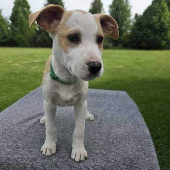 Yosemite -  Labrador Retriever and Australian Shepherd Dog Available for Adoption in Holiday Hills, Illinois - Yosemite | PetCurious