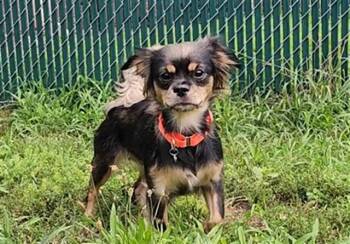 MORTICIA -  Chihuahua and Cavalier King Charles Spaniel Dog for Adoption in Springfield, Massachusetts - MORTICIA | PetCurious