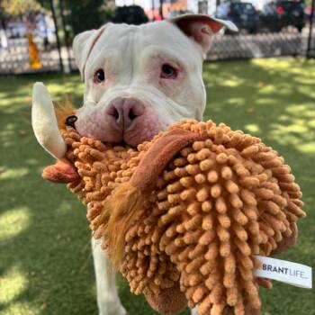 Olivia -  Mixed Breed Dog for Adoption in Providence, Rhode Island - Olivia | PetCurious