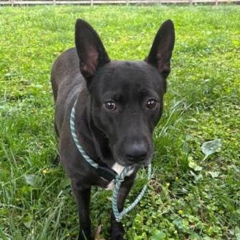 Labrador Retriever and Shepherd Dogs Available for Adoption in Brookeville, Maryland - Belle | PetCurious