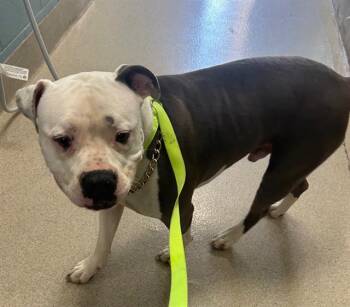 MURPHY -  Pit Bull Terrier Dog for Adoption in Newton, North Carolina - MURPHY | PetCurious