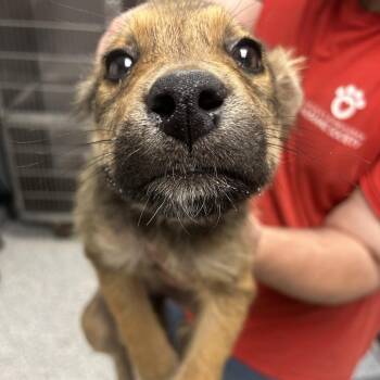 Shepherd Dogs Available for Adoption - Sheila | PetCurious