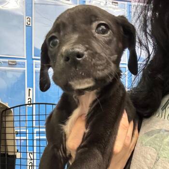 Terrier Dogs Available for Adoption - Doodle Bop | PetCurious