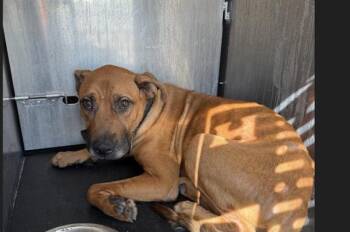 A813252 -  Black Mouth Cur Dog for Adoption in San Antonio, Texas - A813252 | PetCurious