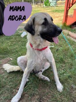 Adora -  Anatolian Shepherd Dog for Adoption in Pflugerville, Texas - Adora | PetCurious