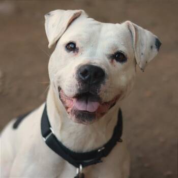 Peppa -  Mixed Breed Dog for Adoption in Philadelphia, Pennsylvania - Peppa | PetCurious