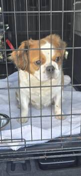 French Bulldog and Cavalier King Charles Spaniel Dogs Available for Adoption in Mary Esther, Florida - Clancey | PetCurious