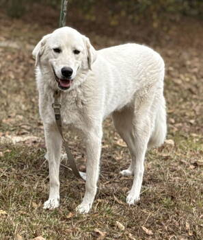 Rescue Great Pyrenees and Labrador Retriever Dogs for Adoption in Attalla, Alabama - Doug | PetCurious