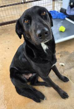 Labrador Retriever Dogs Available for Adoption in Canyon Lake, Texas - Harper | PetCurious