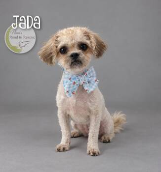Jada -  Shih Tzu and Poodle Dog for Adoption in Benton, Louisiana - Jada | PetCurious