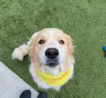Great Pyrenees Dogs Available for Adoption in Fayetteville, Arkansas - Lidia  | PetCurious