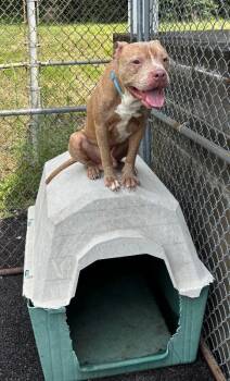 Woodstock -  Mixed Breed Dog for Adoption in Cincinnati, Ohio - Woodstock | PetCurious