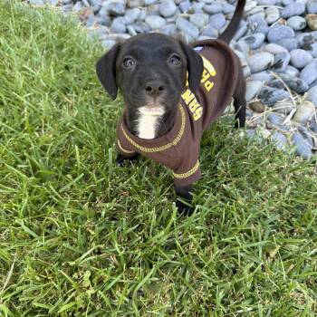 Brittany Spaniel and Labrador Retriever Dogs Available for Adoption - Violin | PetCurious