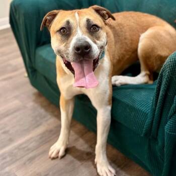 Boxer Dogs Available for Adoption - Chanel Belle Your Built In Bestie With Bonus Wiggles | PetCurious