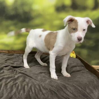 Ryker -  Mixed Breed Dog Available for Adoption in Auburn, New Hampshire - Ryker | PetCurious