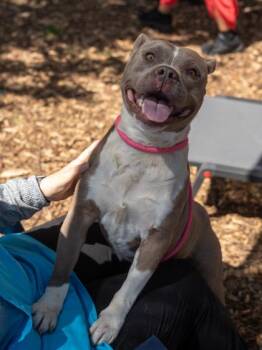 Mixed Breed Dogs Available for Adoption in Chamblee, Georgia - Dapper | PetCurious