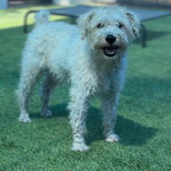 Bruno A2295896 -  Poodle Dog for Adoption in Los Angeles, California - Bruno A2295896 | PetCurious