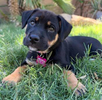 Gillian -  Australian Shepherd and American Bully Dog for Adoption in San Tan Valley, Arizona - Gillian | PetCurious