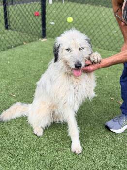 Honey -  Sheep Dog and Mixed Breed Dog for Adoption in Lewisville, North Carolina - Honey | PetCurious