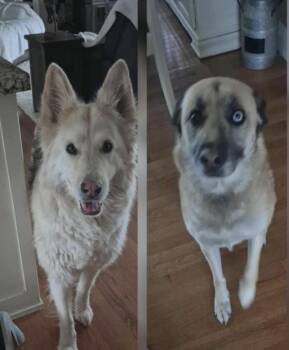 Rescue German Shepherd Dog Dogs for Adoption in Incline Village, Nevada - Thor And Delilah | PetCurious