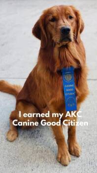 Golden Retriever Dogs Available for Adoption in Jacksonville, Florida - POPPY | PetCurious