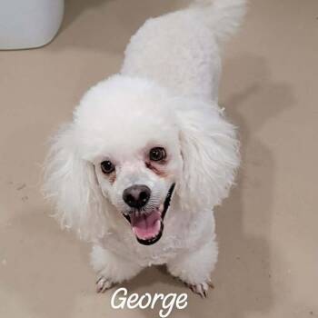 George -  Miniature Poodle and Mixed Breed Dog for Adoption in Buchanan Dam, Texas - George | PetCurious