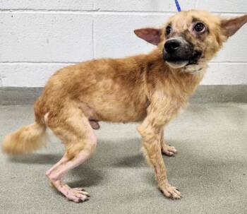 Chihuahua and Mixed Breed Dogs Available for Adoption in Houston, Texas - RUSTY | PetCurious