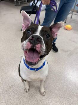 Jagger -  Pit Bull Terrier Dog for Adoption in Teterboro, New Jersey - Jagger | PetCurious