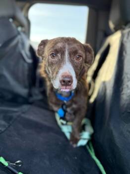 Rescue Terrier Dogs for Adoption in Tehachapi, California - Basil | PetCurious